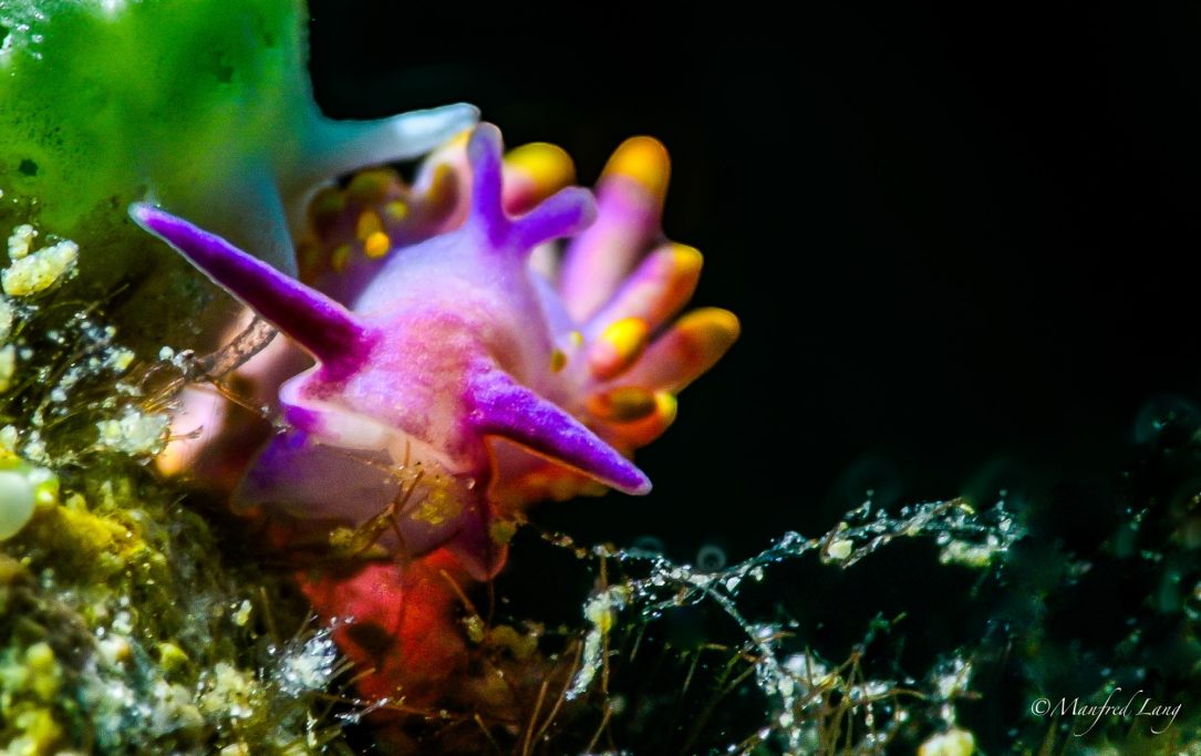 Bunte Meeresbewohner mit langen Stacheln und lebhaften Farben auf einem Unterwassergrund.