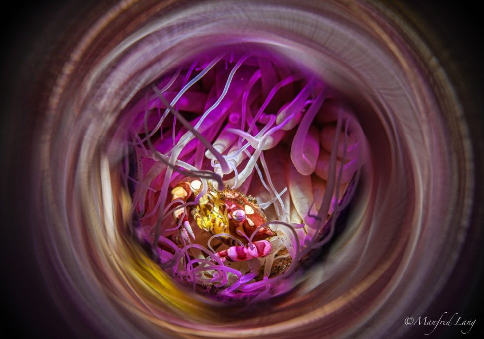 Violette und gelbe Pflanzenstrukturen in spiralförmiger Anordnung.