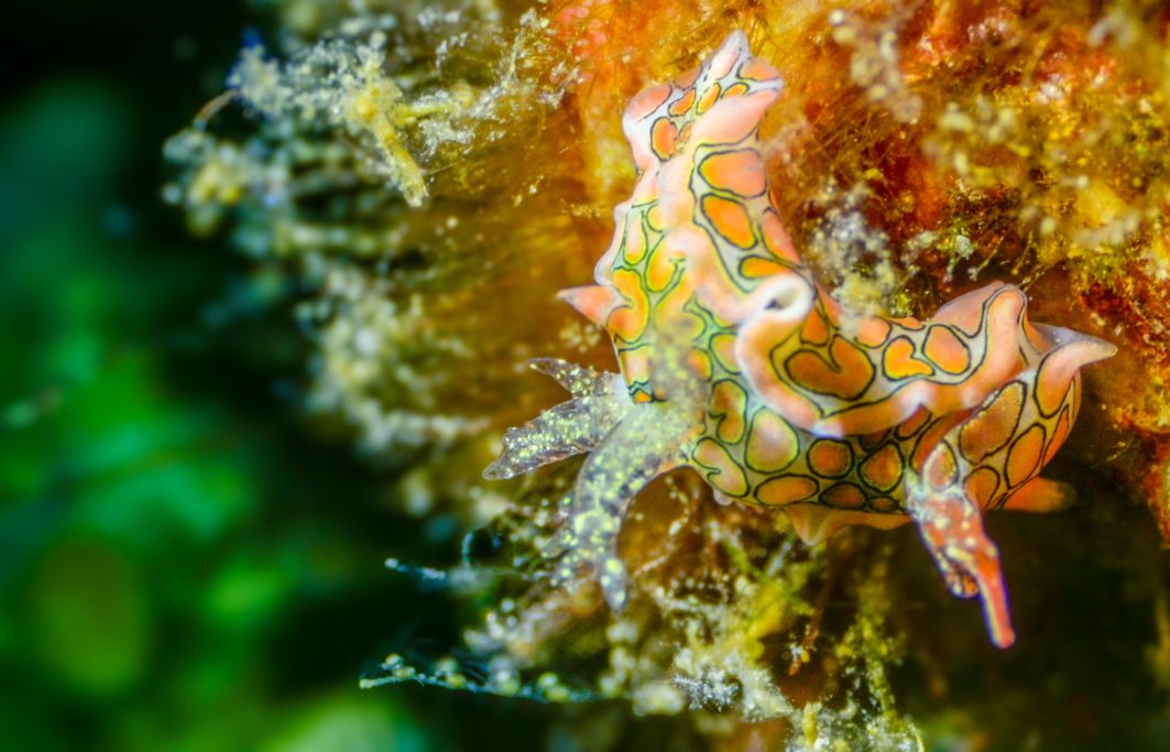 Bunte Nacktschnecke mit orangefarbenen und grünen Mustern auf Korallen.