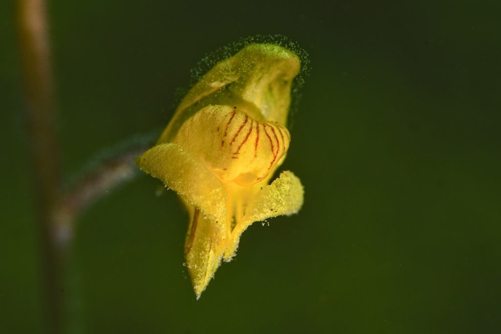Gelbe Blüte mit zarten Details auf dunklem Hintergrund.
