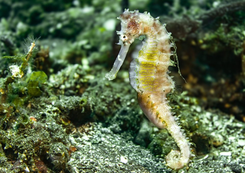Seepferdchen schwimmt zwischen Algen und Korallen auf dem Meeresgrund.